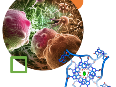 Cancer’s Complex Quadruplex: Characterizing Molecular Interactions with Telomeric DNA&nbsp;G-Quadruplexes