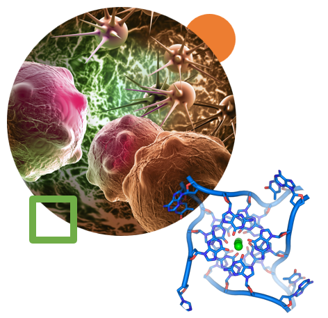 Cancer’s Complex Quadruplex: Characterizing Molecular Interactions with Telomeric DNA&nbsp;G-Quadruplexes